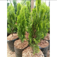 ( BISA COD ) PROMO Tanaman Hias Cemara Kipas Tinggi 70-80cm / Pohon Cemara Kipas Lilin Tanaman Hidup