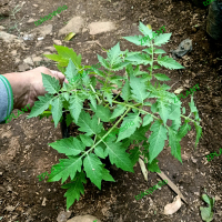 bibit tomat cherry