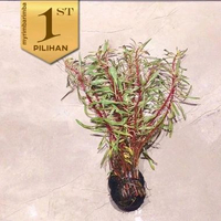 Ludwigia Inclinata Sp White Wabikusa Tanaman Air Aquarium Aquascape