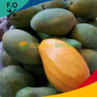 Bibit Mangga Gadung Bibit Unggulan