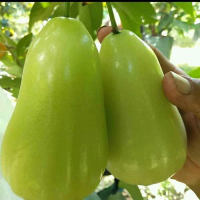 Bibit tanaman jambu madu deli jumbo cangkok boleh COD