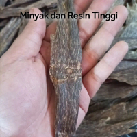 (DISKON SUPER) Gaharu Super AA Aquilaria Malaccensis Kwalitas Arab