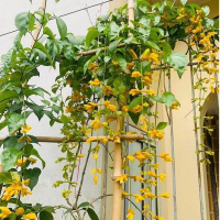 Hạt giống hoa LAN HOÀNG DƯƠNG