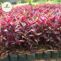 tanaman hias bayam erfah / pohon bayam erfah merah