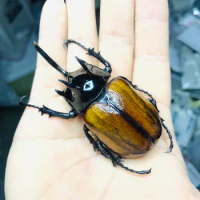 A specimen of Paphiopedilum pentagonum in Suji. A collection of Paphiopedilum beetles. Steampunk bee