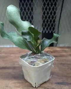 fsq vp#2の価格比較なら-2026年1月 | BigGo日本