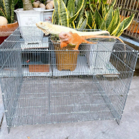 Chuồng Nuôi Rồng Nam Mỹ Iguana  Baby và Trưởng Thành