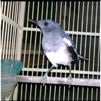 BURUNG KACER BETINA SIAPAN PILIHAN