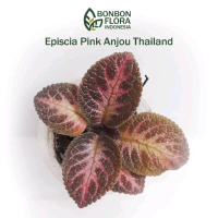 tanaman hias episcia pink anjou thailand