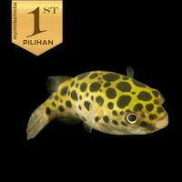 Puffer Fish Ikan Hias Buntal Hiasan Aquarium Aquascape Tanaman Air