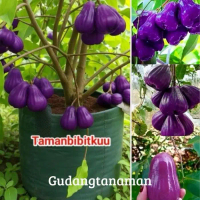 BIBIT JAMBU AIR UNGU || pohon jambu air citra ungu super unggul / bibit langka boleh COD