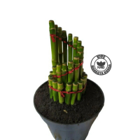 Bambu Hoki Spiral – Tanaman Pembawa Hoki & Estetik Ruangan