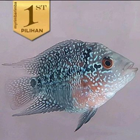 Louhan Bonsai SRD Ikan Hias Predator Hiasan Aquarium Aquascape Tanaman -