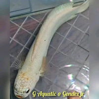 #ikan Channa asiatica platinum size 14-15cm