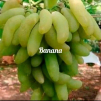 bibit anggur import banana asli