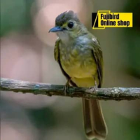 BURUNG BRINJI RAMBUT TUNGGIR BURUNG MASTERAN