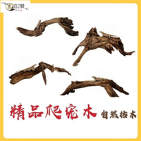 免運 現貨速發爬寵攀爬木鬃獅蜥曬臺捷角守宮蛇躲避飼養箱造景天然枯木樹枝沉木