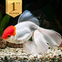 Koki Oranda Topi Merah Jumbo Ikan Hias Kolam Hiasan Aquarium Aquascape -