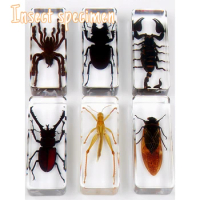Real Insect Specimen Animal Amber Resin Ornament Beetle Centipede Scorpion Spider Mantis Decoration Crafts Figurines Miniatures