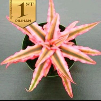 Pink Chryptanthus Tanaman Hias Paludarium Hiasan Aquarium / Vivarium -