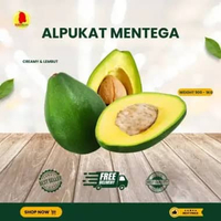ALPUKAT MENTEGA LOKAL LAMPUNG