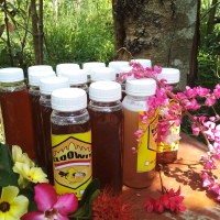 Madu Elqowiy Trigona itama