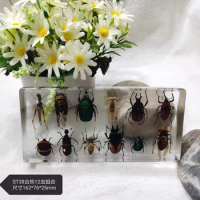 Real insect specimen kindergarten animal amber resin ornament beetle centipede scorpion spider Mantis star beetle decor