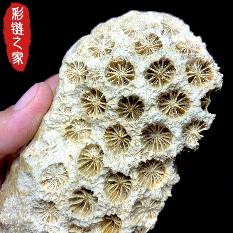珊瑚 化石 鉱石原石