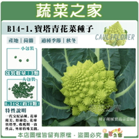 【蔬菜之家】B14-1.寶塔青花菜種子 (共2種包裝可選)