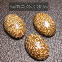 Batu anti wisa cobra asli cirebon untuk sedot racun