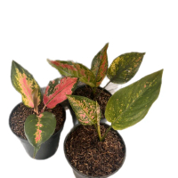 paket murah aglonema kocin red-ruby-heng heng red