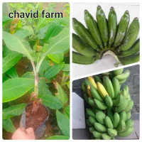 bibit pisang raja ijo tunas anakan tanaman pohon pisang raja ijo SBB15 MMZ bisa COD