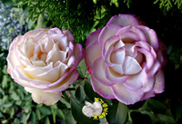 [品種隨機出貨.照片參考用] 粉色系玫瑰花盆栽 8吋盆活體盆栽 幾乎四季開花~ 下單時不一定還有花!務必先問~太熱會缺貨