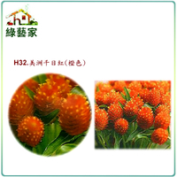 【綠藝家】大包裝H32.美洲千日紅(橙色，高50~70cm)種子3克(約600顆)