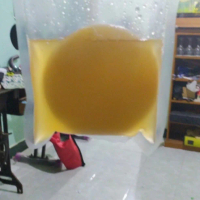 bibit kombucha scoby Minuman Tea