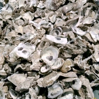 cangkang kerang oyster media filter