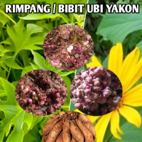 Bibit Ubi Yacon 1kg Asli Wonosobo - Rimpang