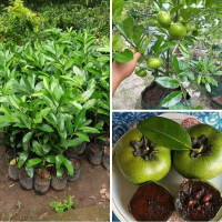 bibit black sapote jenis jumbo