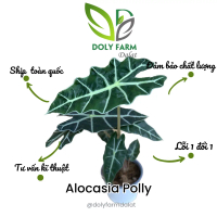 CÂY MÔN QUAN ÂM (Alocasia Polly), size M (cao 20-30cm), cây phong thủy, lọc không khí, giá rẻ, Doly 