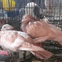 BURUNG MERPATI HIAS WINA sepasang