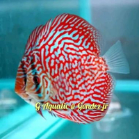 ikan discus leopard size 6-7cm