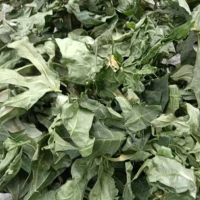 Daun pepaya jepang kering 100 gram natural-az