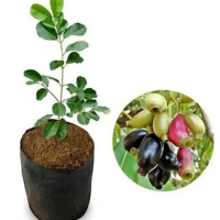 Best Bibit Tanaman Buah Juwet Hitam Jamblang Urgent OBRAALL bisa COD