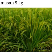 BENIH PADI UNGGUL AMAZONE 218 BERKUALITAS KEMASAN 5KG Umur 90-95 Tinggi 90-100 Anakan 50-80/rumpun J