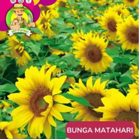 Benih Bibit Bunga Matahari Benih Murah Berkualitas Matahari