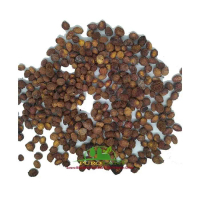benih biji bidara arab kiloan 1kg unggul pilihan