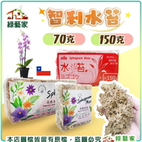 【綠藝家】5A水苔-70公克(智利水苔) // 蘭花 鹿角蕨 水草 水苔