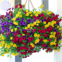 Colourfull Hanging Petunia Biji Bunga Petunia