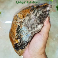 batu fosil galih kelor (480)