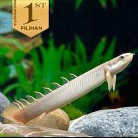 Palmas Golden Senegalus Ikan Hias Predator Naga Mas Hiasan Aquarium -